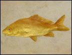 Sushiela - Golden Carp