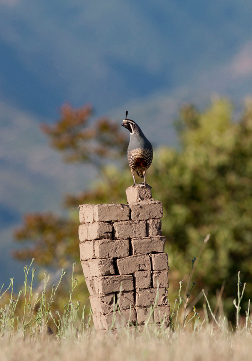Quail on Adobe Structure