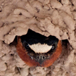 Swallow in Nest