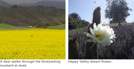 Deer and Desert Flower