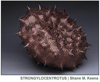 Strongylocentrotus | Shane M. Keena