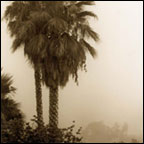 Cindy Pitou Burton - Palm In Fog
