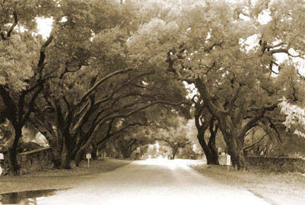 Cindy Pitou Burton - Through The Oaks